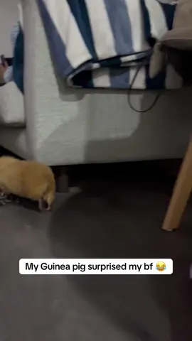 The reaction 😂 @I Can’t Even (via:guineapignamedbean/ig) 