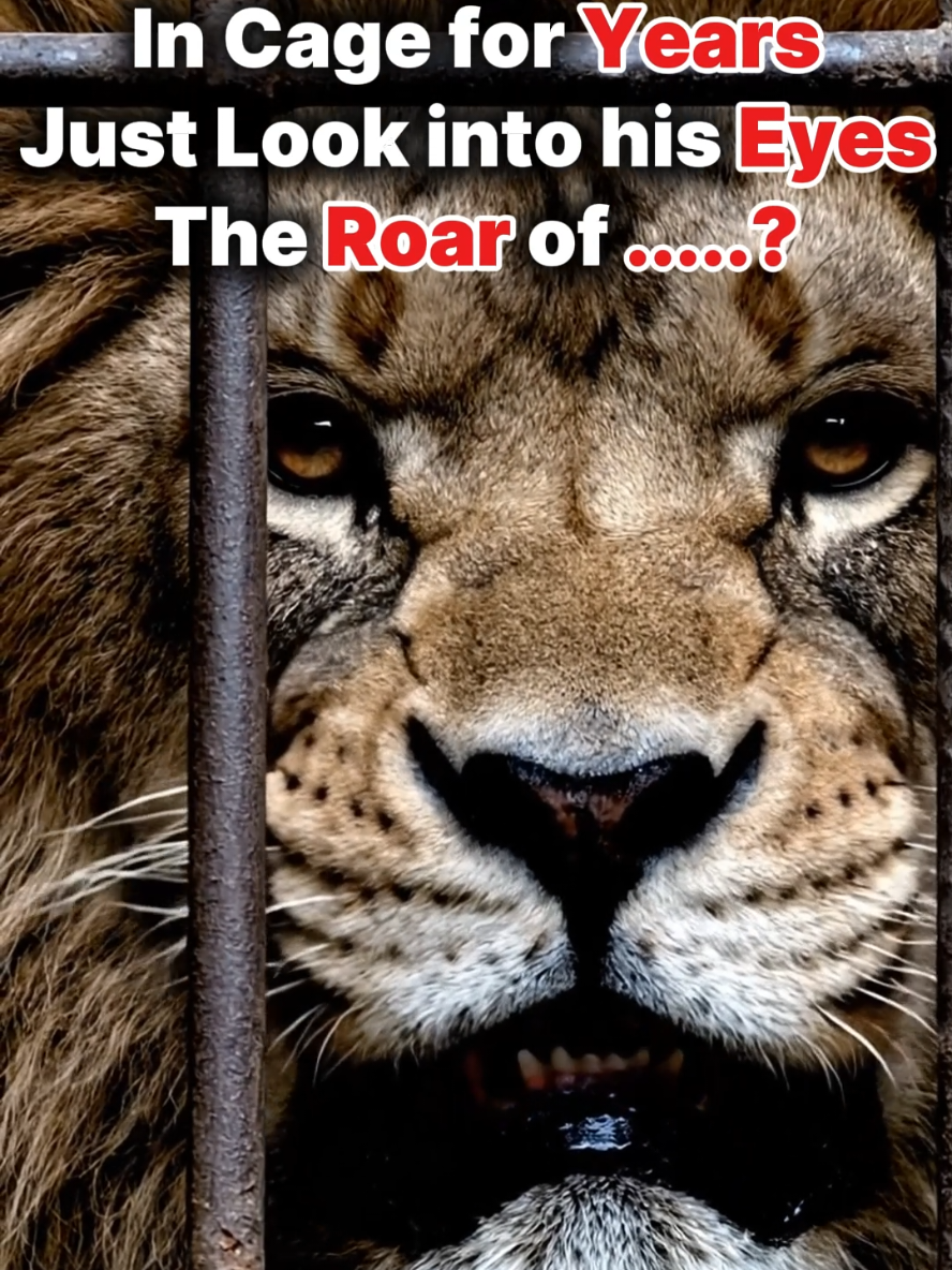 Cub To Lion King Roar #lion 