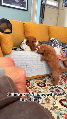 #schmonkie #bassethound #goldendoodle #Love 