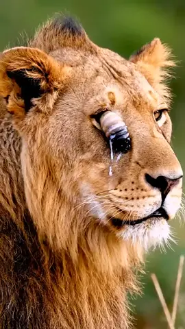 Help animals please🙏  #birds  🙀😮😮😮#ai#foryou  #animals #monkey 