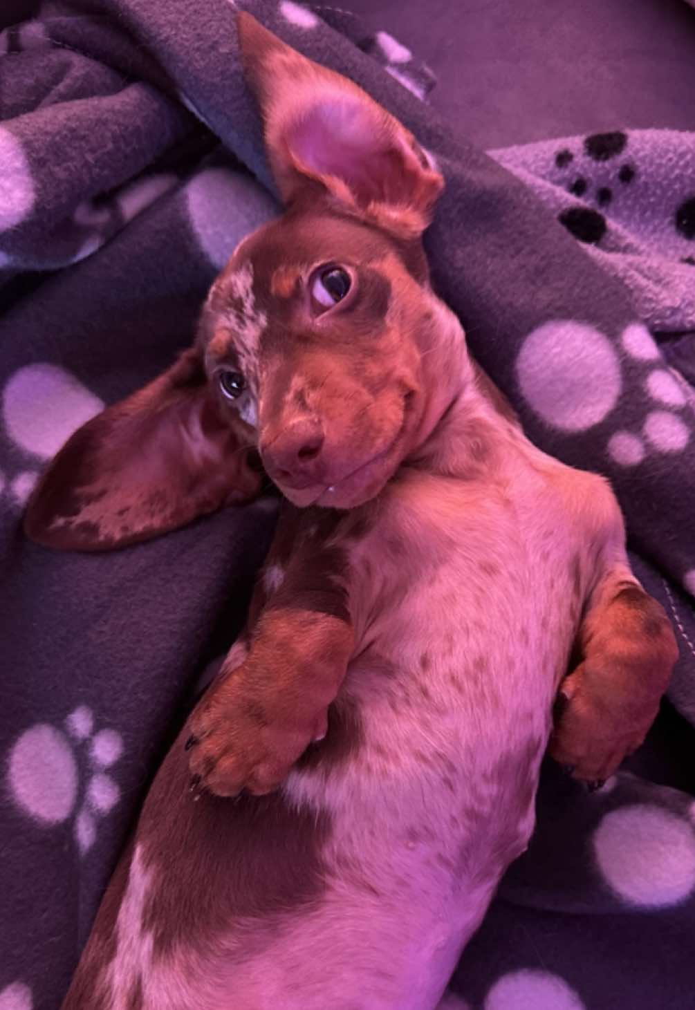 Our cozy night routine✨🌙 😴🤎Cuddles and yawns #minidachshund #minidachshundpuppy #dachshundpuppy #puppylove #bassottoarlecchino 