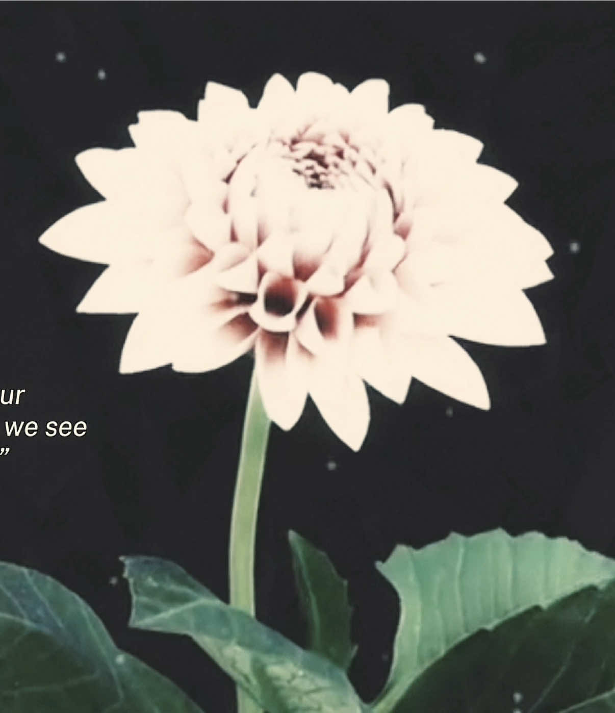 i love ari and tay <3 | #fyp #edit #arianagrande #taylorswift #tayriana 