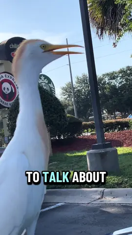 He just wanted to talk about the social and economic state of the world #bird #fyp #funny 