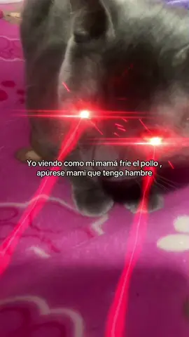 Ekizde no se que subo :v #paratii #gatos #laser 