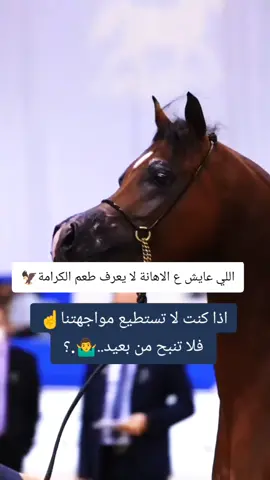#خيل_وخياله🐎 #خيل_وخياله🐎🖤ماشاءالله_اللهم_بارك🧿♥️  #اقتباسات_عبارات_خواطر🖤  #مجرد________ذووووووق🎶🎵💞  #المصمم_بوهيبه🎬بوهيبه🎵 