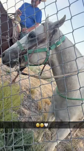 Kindness to animals. The Prophet taught that showing kindness to all animals earns a person blessings from Allah #scw_kusaliya_nabiga_scw #scw #fyppppppppppppppppppppppp #fypage #islamic_video 