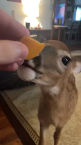 peach crusher #bodhi4prez #deer #fawn #pet #hellyeah 