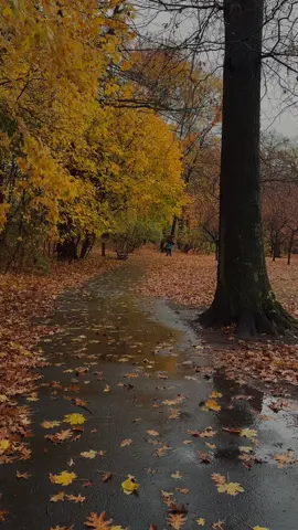 🍁🍂 #fall #autumnleaves #autumn #fyp #fypシ゚viral 