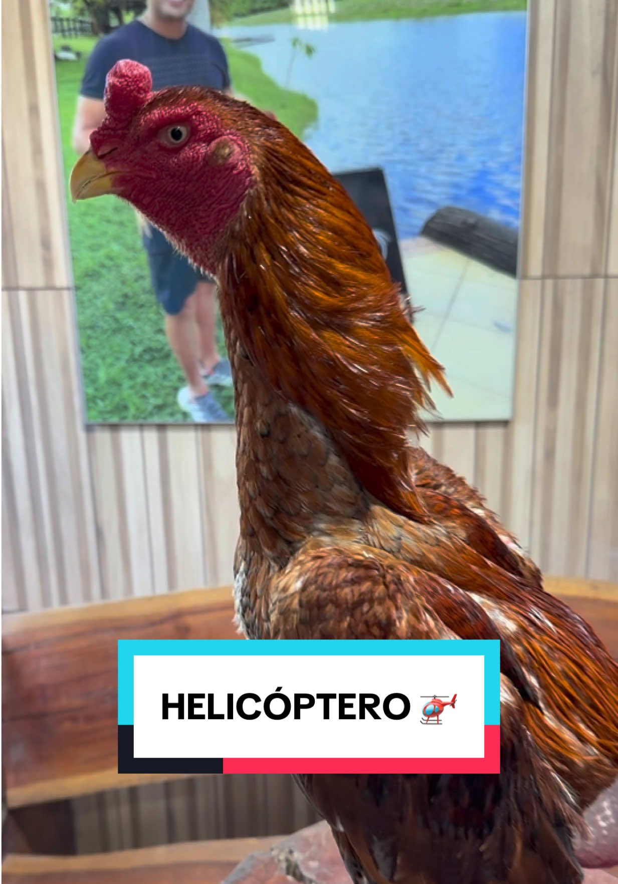 Famoso Helicóptero 🚁 . Pai do Mega Laranja Mecânica 🍊⚙️  🚛🪨🐣❤️