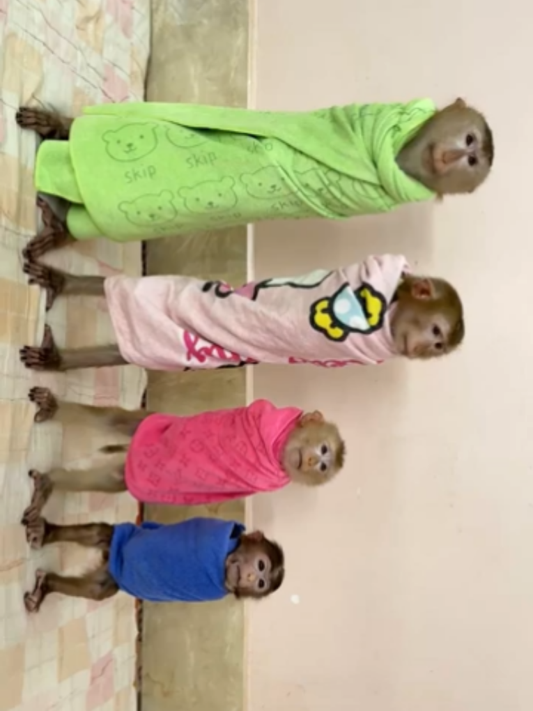 4 Siblings Stand Up Very Obediently Waiting Mom Come & Warming Up For Them.. #animals #monkey #fyp 