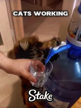 Cats working