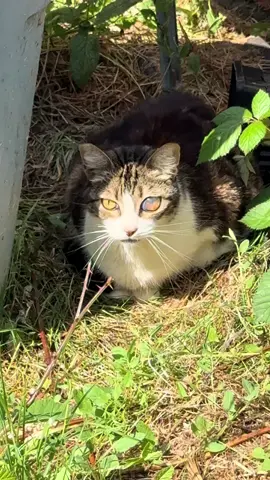 The cops/coroner left all the windows in the house open and let the man’s cats outside. Another rescuer is setting traps today, but we hand trapped this one. Poor sweet baby. @pinch3_p3lon  #cats #ferals #cat #catrescue #ragingloons 