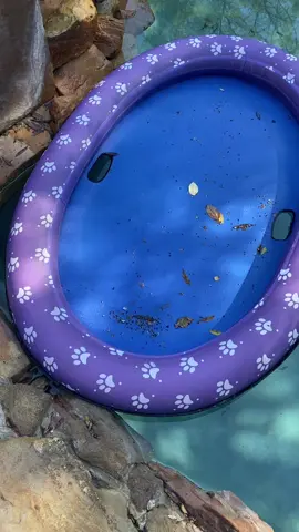 Tragic #poolfloat #spider #sadnews #justno