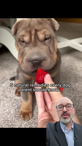#dogtok #fyp #rescuedog #viral #doggytips 