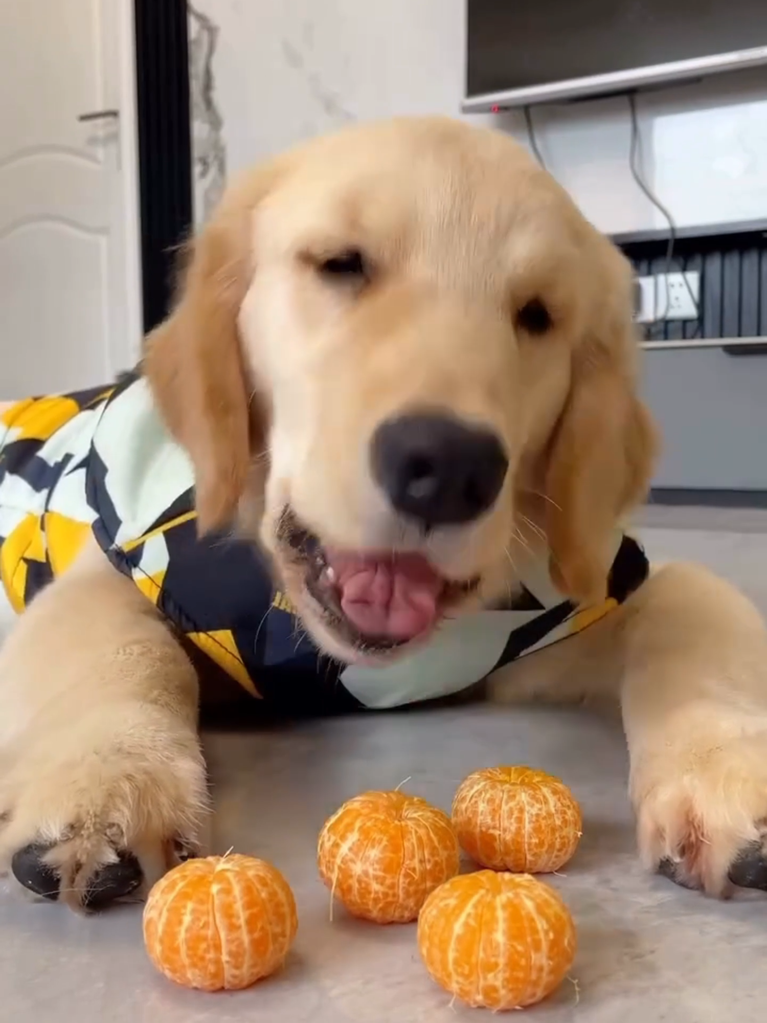 #goldenretriever #golden #fy #goldenretrieverlife #goldenretrieverpuppy
