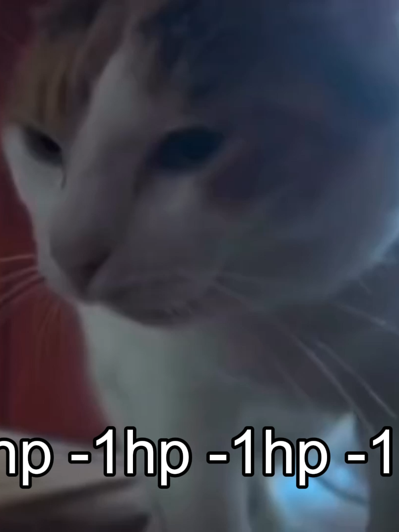 #animals #petlover #foryou #trendingvideo #trends #trendy #thelolpet #meme #trending #trend #cat #pet #lol #catsoftiktok #cats #catlover #cattok #catholic #kittycat #kitty