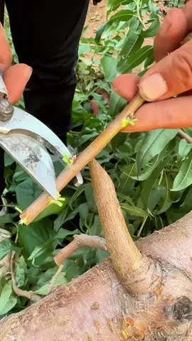 El invento maya para multiplicar árboles frutales 🍊🌳