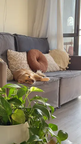 #interiordesign #decoration #decor #homedecor #livingroom 