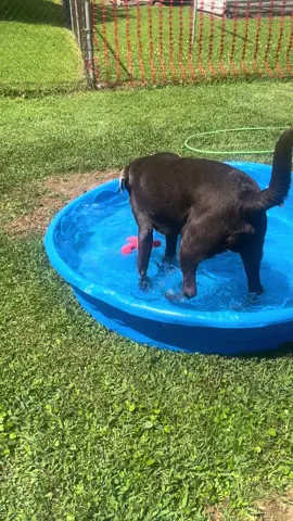 #dogsarefamilytoo💕 #silverlabsoftiktok #merlin my big 100 pound baby ❤️❤️
