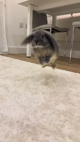 Binkying around #hop #minilop #rabbits #cute #fypツ 