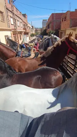 #الصينين_مالهم_حل😂😂 #CapCut #creatorsearchinsights #الخيل_من_خيالهاوعادي_الغرب #شعب_الصيني_ماله_حل 