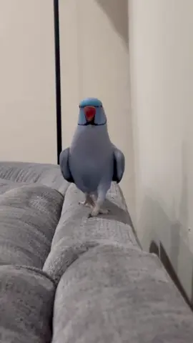 hi 😊💙 #indianringneck #iloveyou #fyp #funnyparrot 