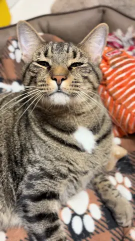 Some BTS action of our videos. Sometimes, he likes to make me look silly 🤪  but that facceeeee #catsoftiktok #phoenix #tabbycatsoftiktok #fyp #trending 