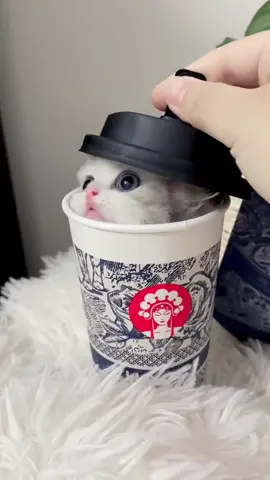 Funny and cute cats #reels #funny #cats #cat #cute 