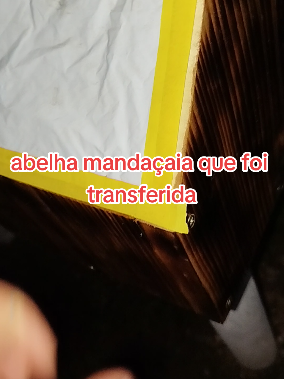 revisão caixa de abelhas sem ferrão, abelhas mandaçaia #abelhasemferrao #meliponario #meliponicultura 