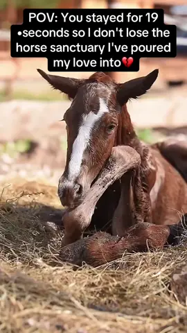 Every kind comment would mean a world to me ,love for horses  #horses #shelter #sanctuary #animalsoftiktok #horselovers❤️🐎❤️ 