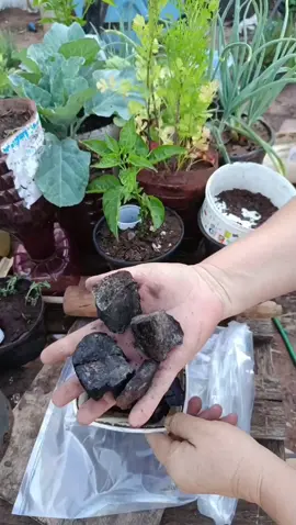 quatro dica de benefícios do pó dó carvão nas plantas 