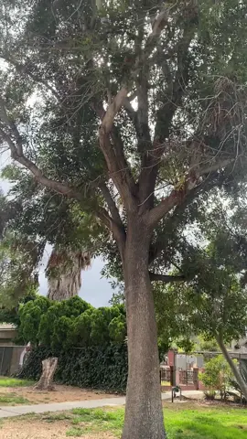 Lovely trees