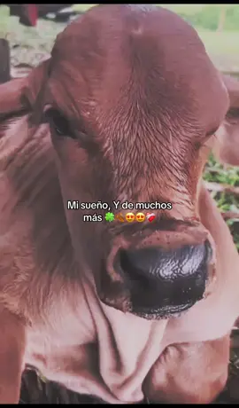 #ganaderia #caballos #carros #😍😍 #sueños lo lograré algún día 🍀😍😭 