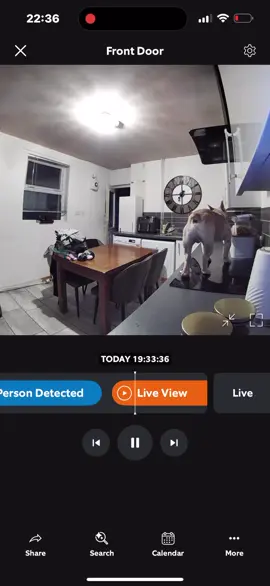 Tank letting us know how he feels about the puppy cam 🤣🤣🤣 #frenchie #frenchbulldog #frenchiesoftiktok #fyp #dogsoftiktokviral 