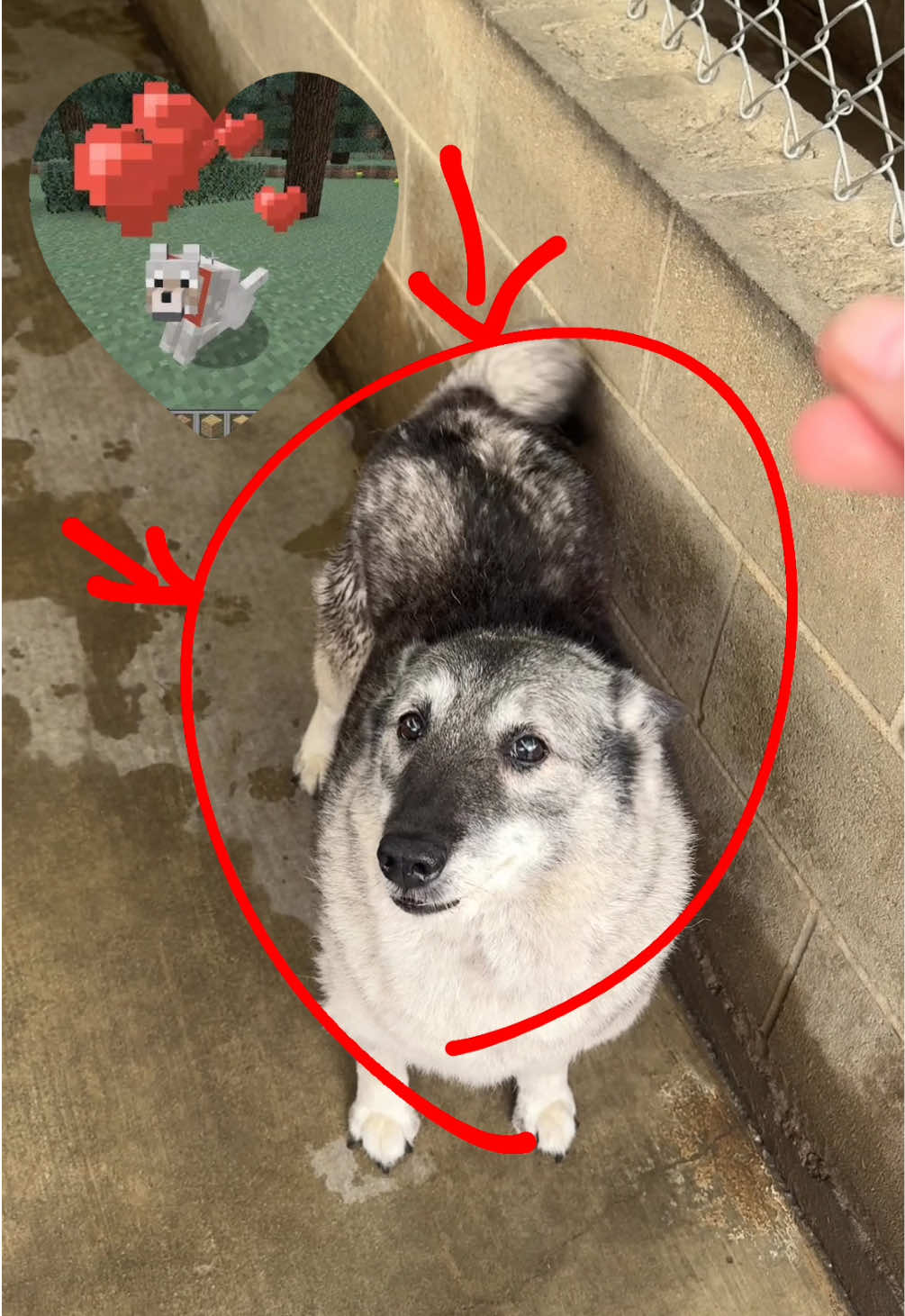 kimaaaa so cute #dogs #Minecraft