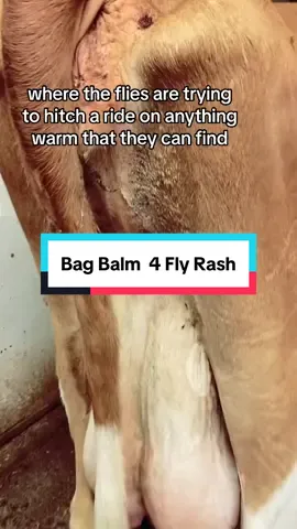 We use bag balm on our cows and have for years! This video even got me interviewed by the New York Times! Were they using bag bomb as this skin treatment for humans? Yes! But we love it for our cows too 😉 #bagbalm @Bag Balm® #cow #homestead #livestock #dairycow 