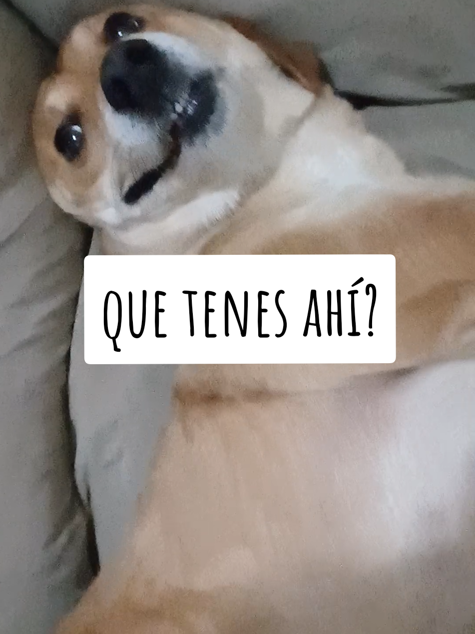 que tenes ahí albi?  . .#Viral #albidog #dogsoftiktok #dog #perrostiktokers 