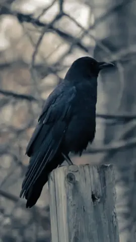 Gagak adalah anggota burung pengicau (Passeriformes) yang termasuk dalam genus Corvus, suku Corvidae. #beranda #fyp #berandatiktok #tiktokforyou #foryoupage 