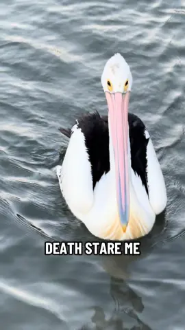 It’s on now mate #fyp #trending #tiktok #australia #fishing 