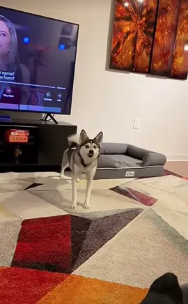 How can you not love dogs 😂❤️ #foryoupage #fypシ゚viral #viral #fyp #fypシ 