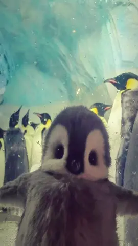 PENGUINS!! #penguin #cute #fyp #xyzabc #viral 