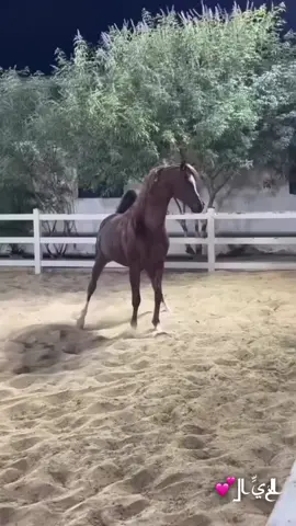 #خيل_وخياله🐎 