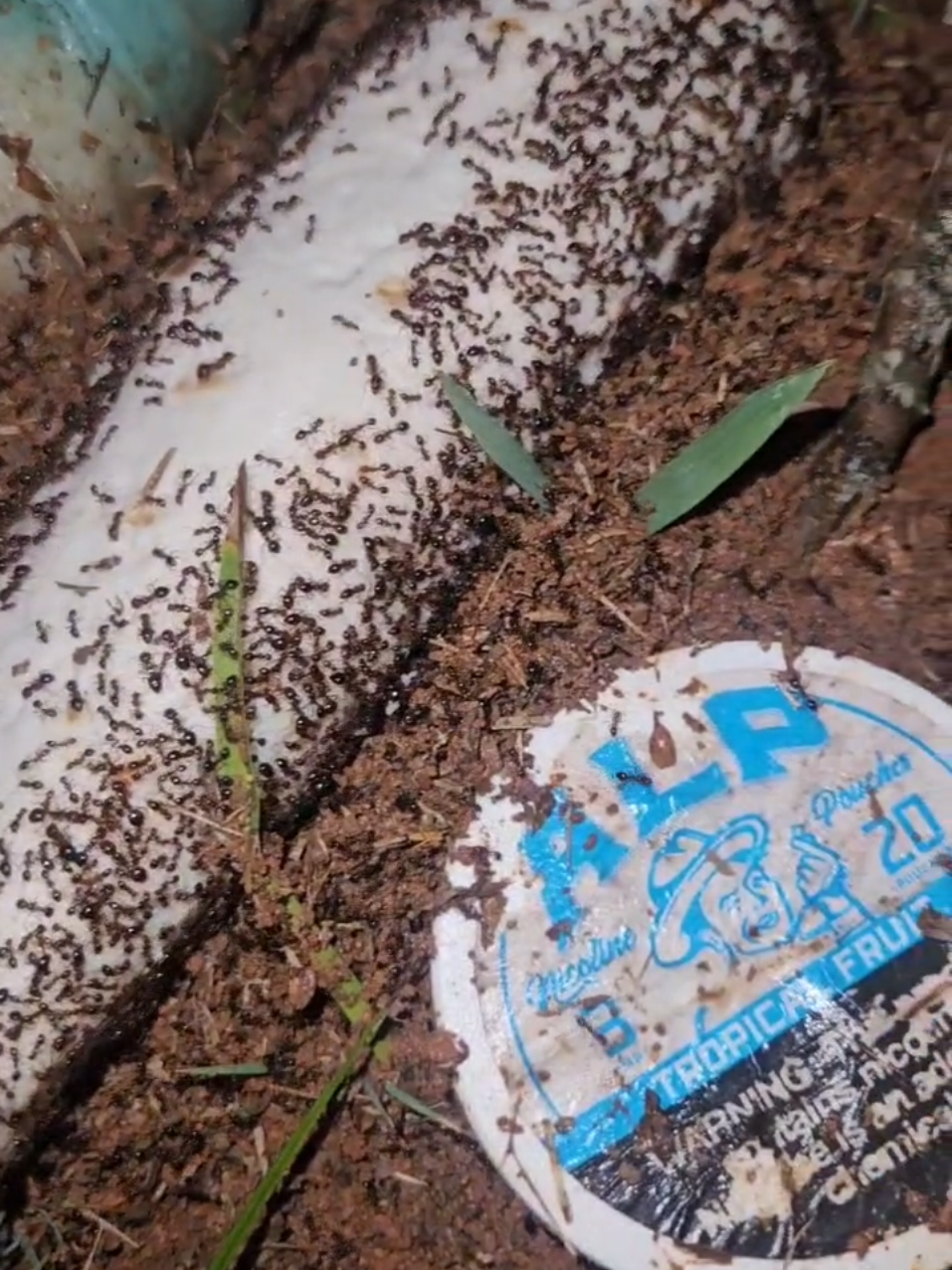 Should we give them another burrito? #burrito #ants #Science #food 