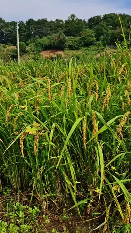 ខ្ញុំស្រឡាញ់មនុស្សដែរមិនគួរស្រឡញ់💔🥺🥀###អរគុណសំរាប់ការតាមដាមវិដេអូរបស់ខ្ញុំ🙏🙏 