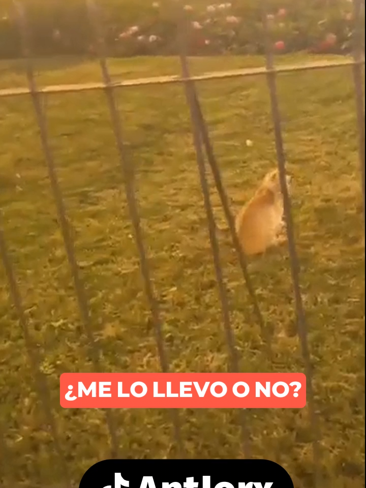 Gato de la calle, que dicen lo adopto? #gatos #gatito #adopta #viralvideos #kick