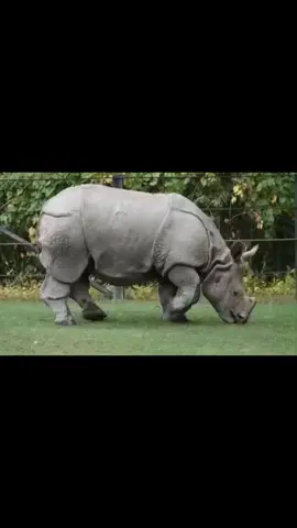 “Badak Jawa: Permata Langka Indonesia”#badakjawa #kontenkreator #tiktok 