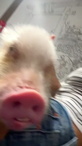 What Victor said 🗣️🐷 #japan #pigcafe 