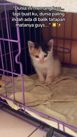 “Hati-hati guys, tatapannya bisa bikin jatuh cinta…”🫶🏻😻😹 #catvibes#catrescue#catlover 