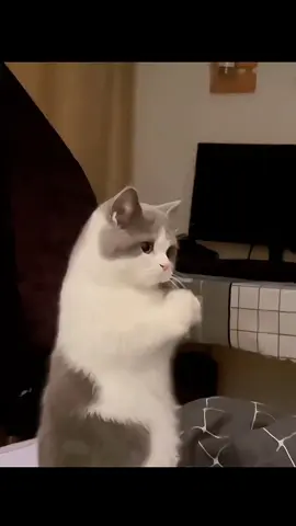 ngây ngô và dễ thương #cats #catlover #kitty #kittycat #PetsOfTikTok 