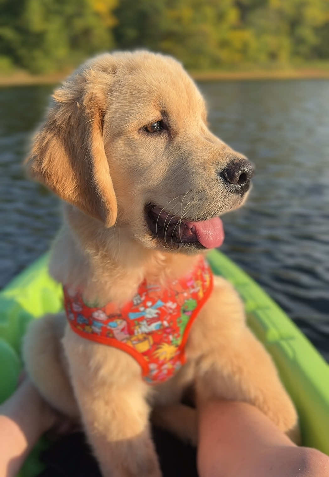 River views > rent’s due #puppytiktok #goldenretrieverpuppy #sunset #newenglandsummer #views
